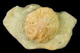 Sea Urchin (Lovenia) Fossil on Sandstone - Beaumaris, Australia #144380-1